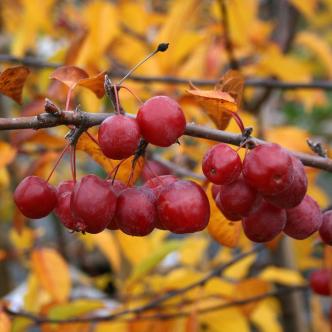 Malus-Red-Sentinel-Fruit