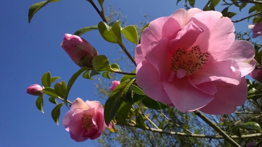 camellia 1