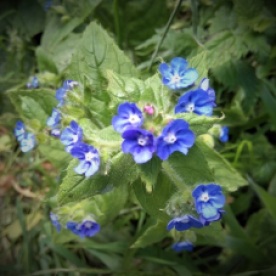 5 flowers - close up 2